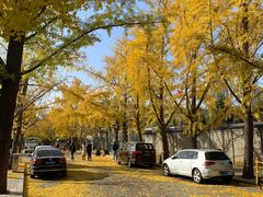 -三里屯东五街银杏大道