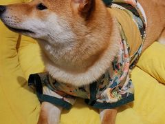 -逗柴咖啡屋·狗咖猫咖宠物桌游