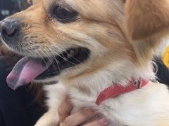 -安安宠医宠物医院·异宠·犬猫内科(岳阳分院)
