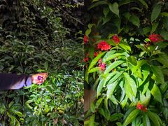 -中国科学院西双版纳热带植物园