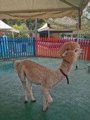 -萌宠亲子动物乐园(槐房万达店)