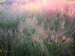 -羊亭河湿地公园