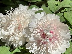 -洛阳市隋唐城遗址植物园