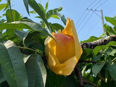 -老袁家蜜桃农场·阳山水蜜桃