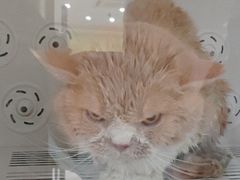 -瑞鹏宠物医院·夜间急症·心超·猫科(祖庙分店)