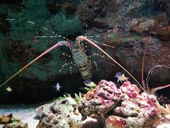 -暹罗海洋世界