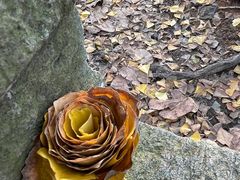 -上海佘山国家森林公园天马山园