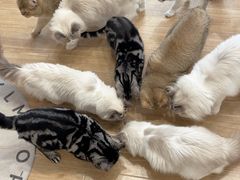 -有喵·猫咖·狗咖·30几只猫10只小狗(岗厦店)