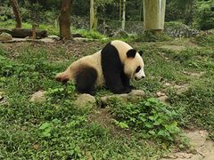 -都江堰中华大熊猫苑