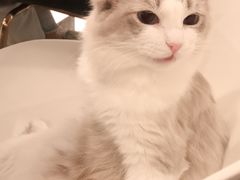 -飞行喵MR PILOT|猫舍·猫咖(静安大融城店)