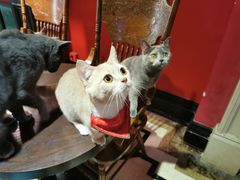 -猫色咖啡·猫咖