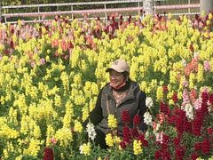 -广东花都香草世界旅游度假区