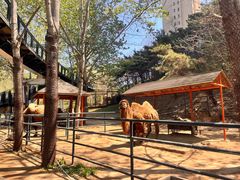 -大连森林动物园