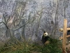 -深圳野生动物园