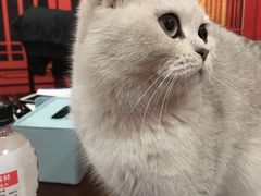 -猫尾侦探俱乐部·剧本杀·狼人杀
