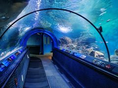 -上海海洋水族馆