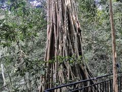 -中国科学院西双版纳热带植物园