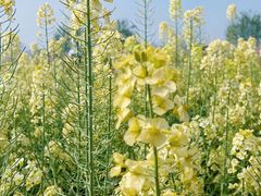 -中国天府农业博览园