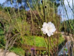 -南国桃园旅游度假区