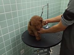 -哈尼爱宠·宠物生活会馆