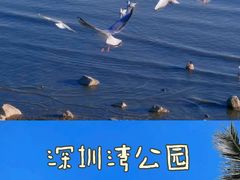 -深圳湾公园(南山区)