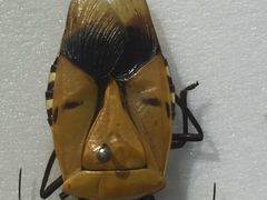 -上海昆虫博物馆