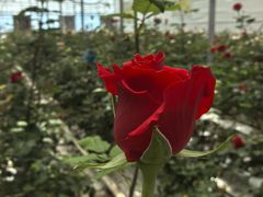 -上海鲜花港