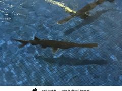 -鸿渡渔庄·特色鸭咀鱼