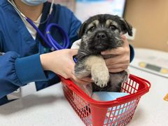 -瑞派康怡24h宠物医院·犬猫医疗中心·微创绝育(瑞景分院)