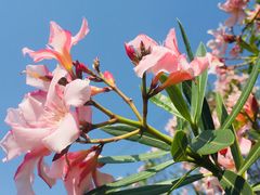 -福田红树林生态公园