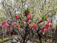 -南汇桃花村