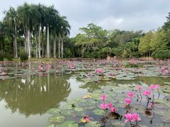 -中国科学院西双版纳热带植物园