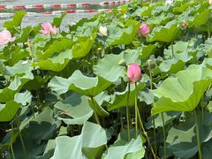 -金鸡湖桃花岛