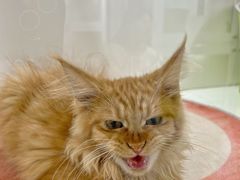 -青奢宠物·青奢猫舍