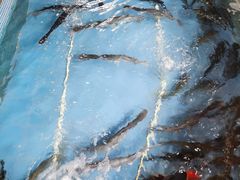 -鲤鱼塘农家山庄