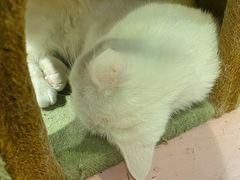 -猫小院猫主题餐厅(三里屯店)