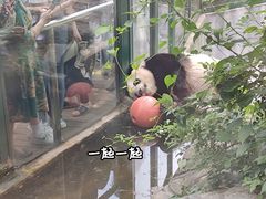 -红山森林动物园