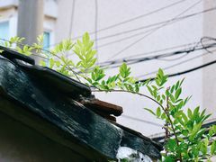 -Willing·Coffee&Brunch&Dinner(万达店)