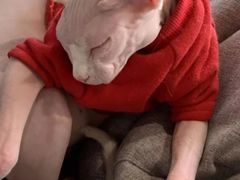 -藏猫猫咖啡主题馆(中央大道店)