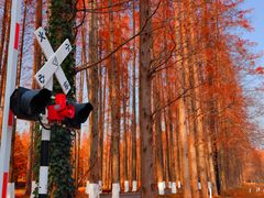 -黄海国家森林公园