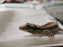 -酷以爬仙阁实体爬宠店·守宫·蜥蜴·专业繁育