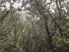 -南汇桃花村