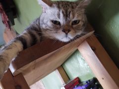 -猫猫幼稚园·撸猫·桌游·电玩