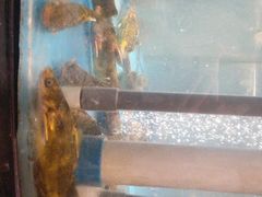水产区-耕渔小院·湖南鱼鲜(望城店)