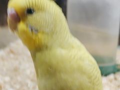 -怪兽屋·羊驼·猫咖·狗咖(俊华广场店)