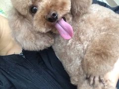 -优缇多格专业宠物美容师培训学校