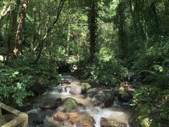 -莫里热带雨林景区