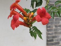 -河间府署