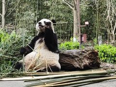 -都江堰中华大熊猫苑