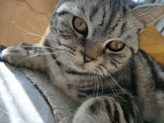 -瑞派福兴宠物医院犬猫全科·骨科·中西医结合(河东店)